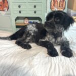 Eddie – Miniature Schnauzer / SALE! $600