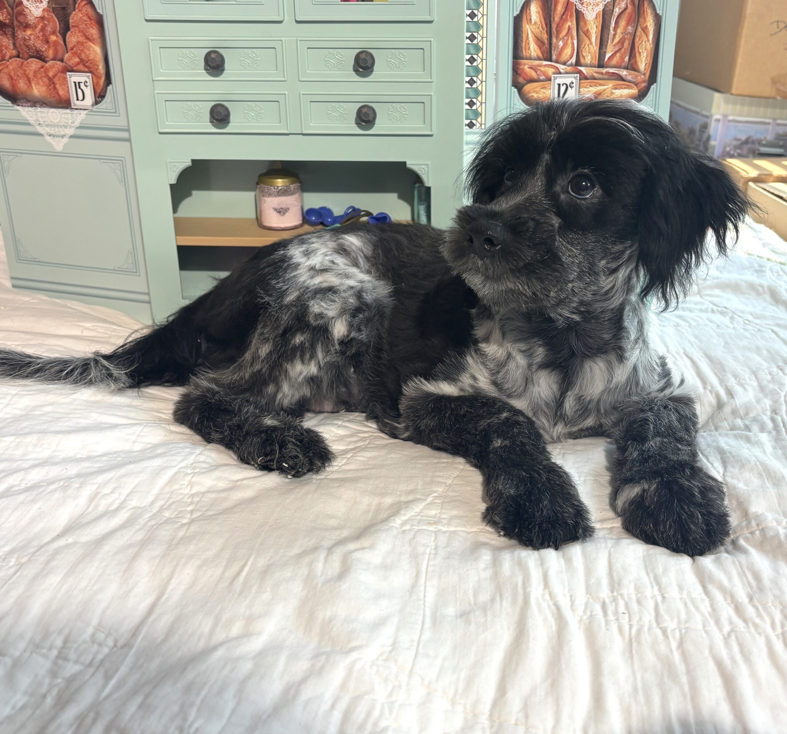 Eddie – Miniature Schnauzer / SALE! $600