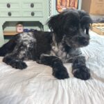 Eddie – Miniature Schnauzer / SALE! $600