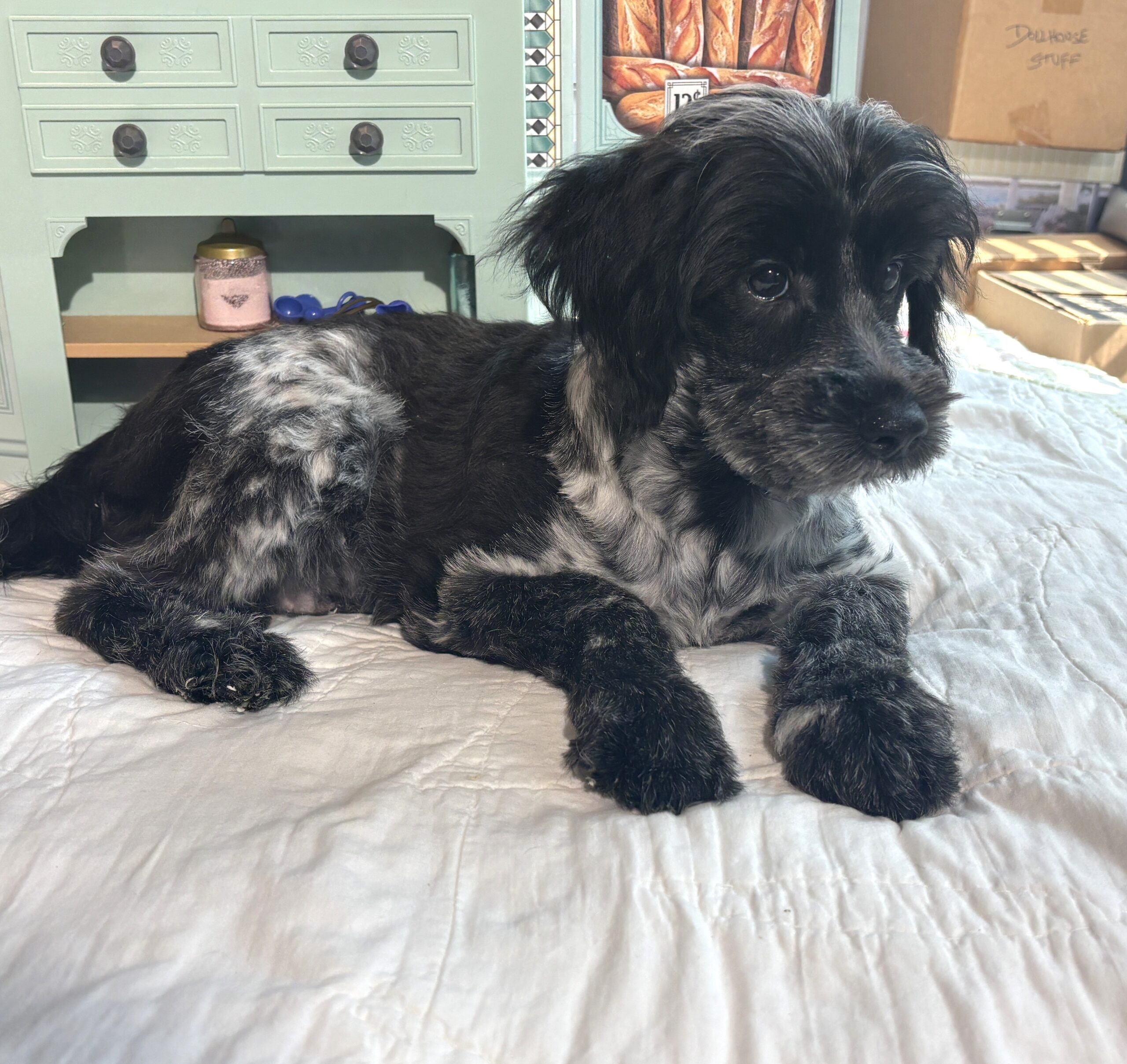 Eddie – Miniature Schnauzer / SALE! $600