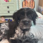 Eddie – Miniature Schnauzer / SALE! $600