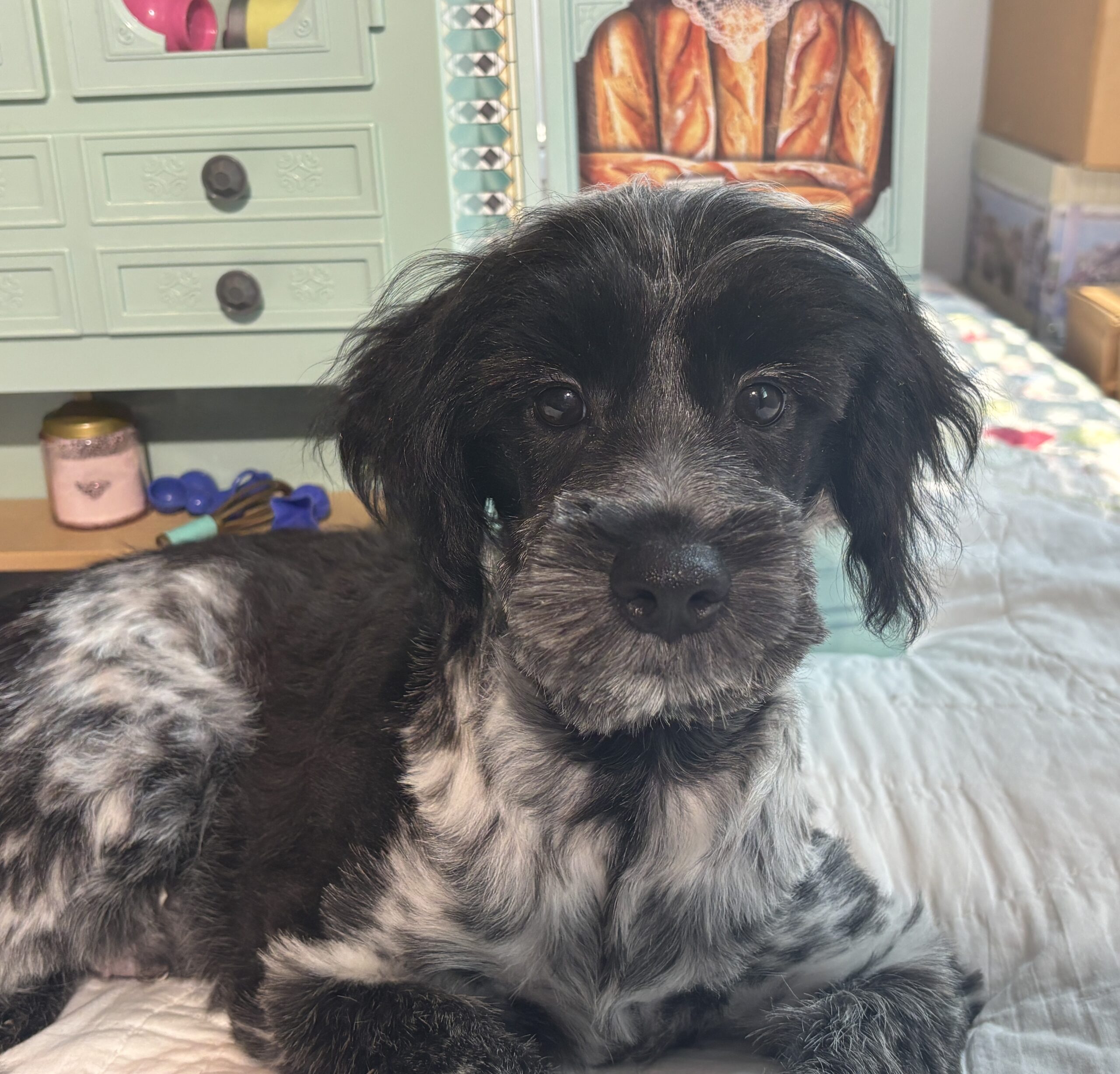 Eddie – Miniature Schnauzer / SALE! $600