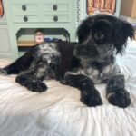 Eddie – Miniature Schnauzer / SALE! $600