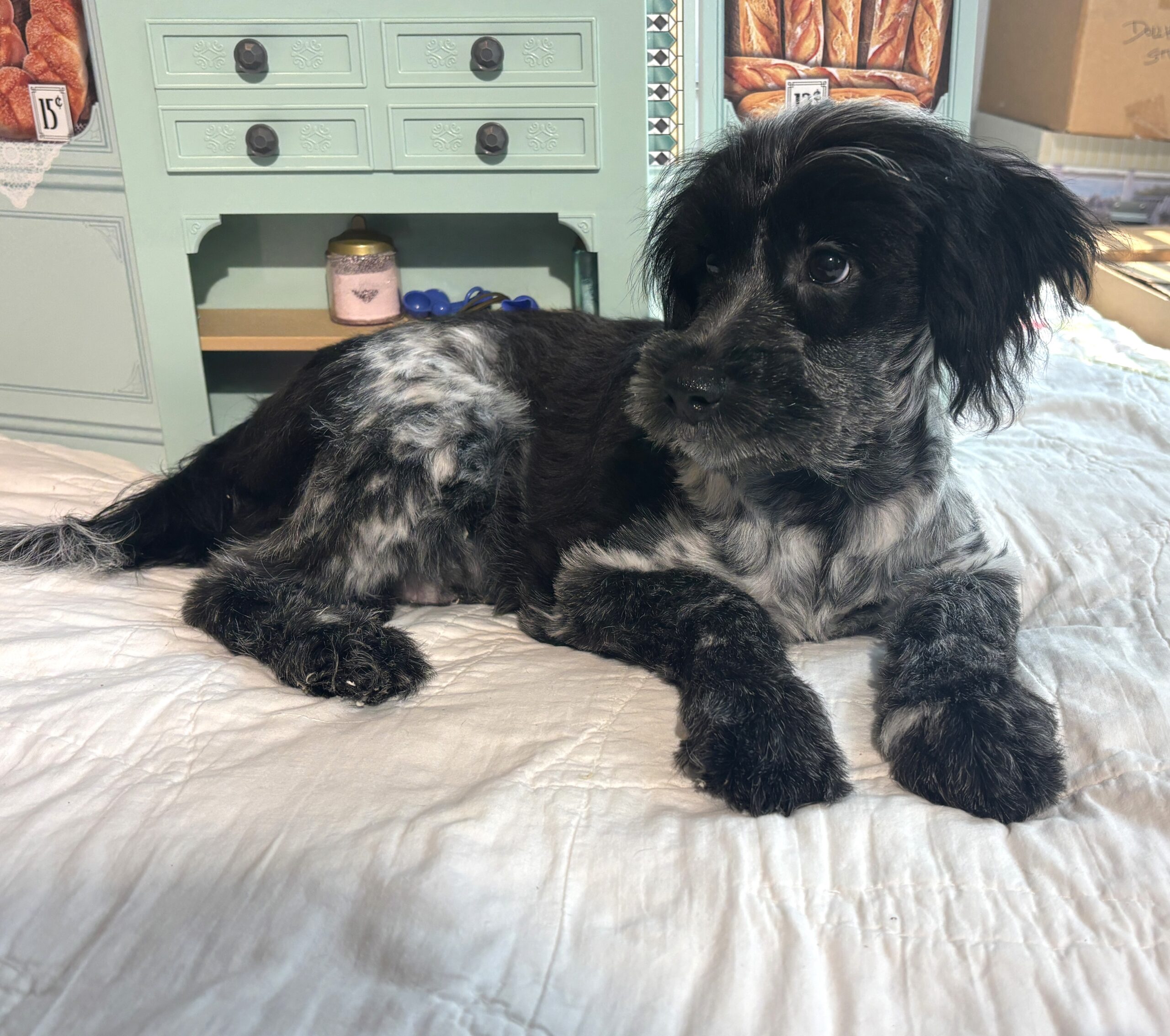 Eddie – Miniature Schnauzer / SALE! $600