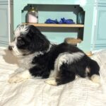 Floyd – Miniature Schnauzer $1950