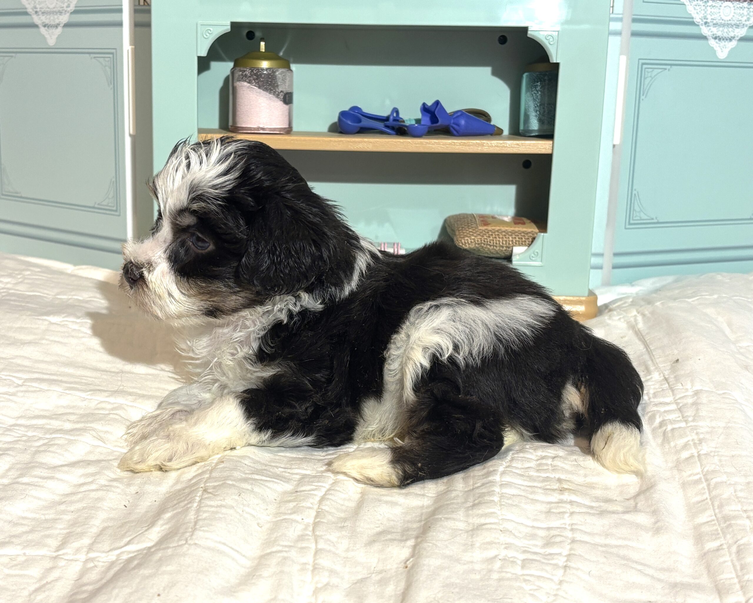 Floyd – Miniature Schnauzer $1950