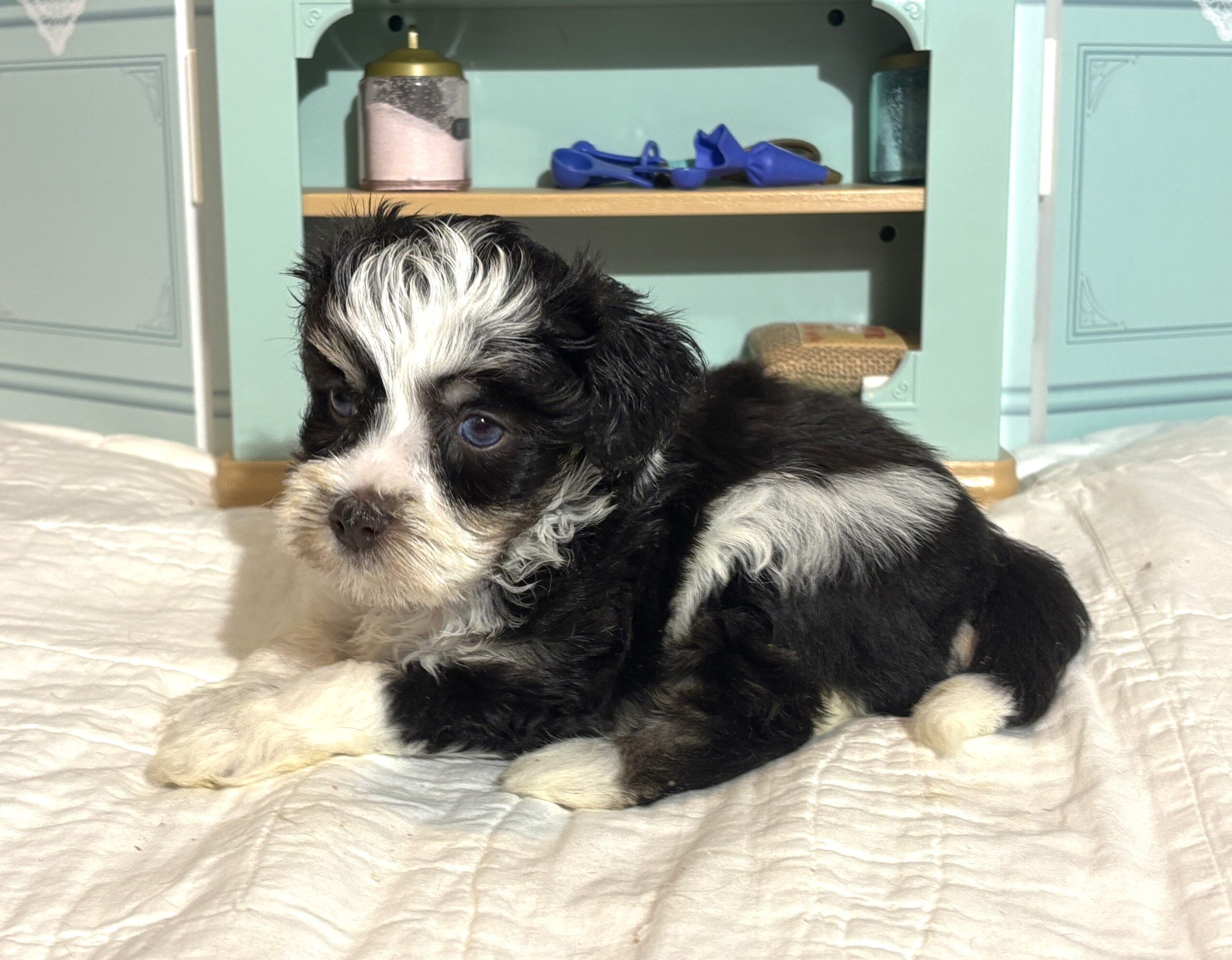 Floyd – Miniature Schnauzer $1950