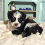 Floyd – Miniature Schnauzer $1950