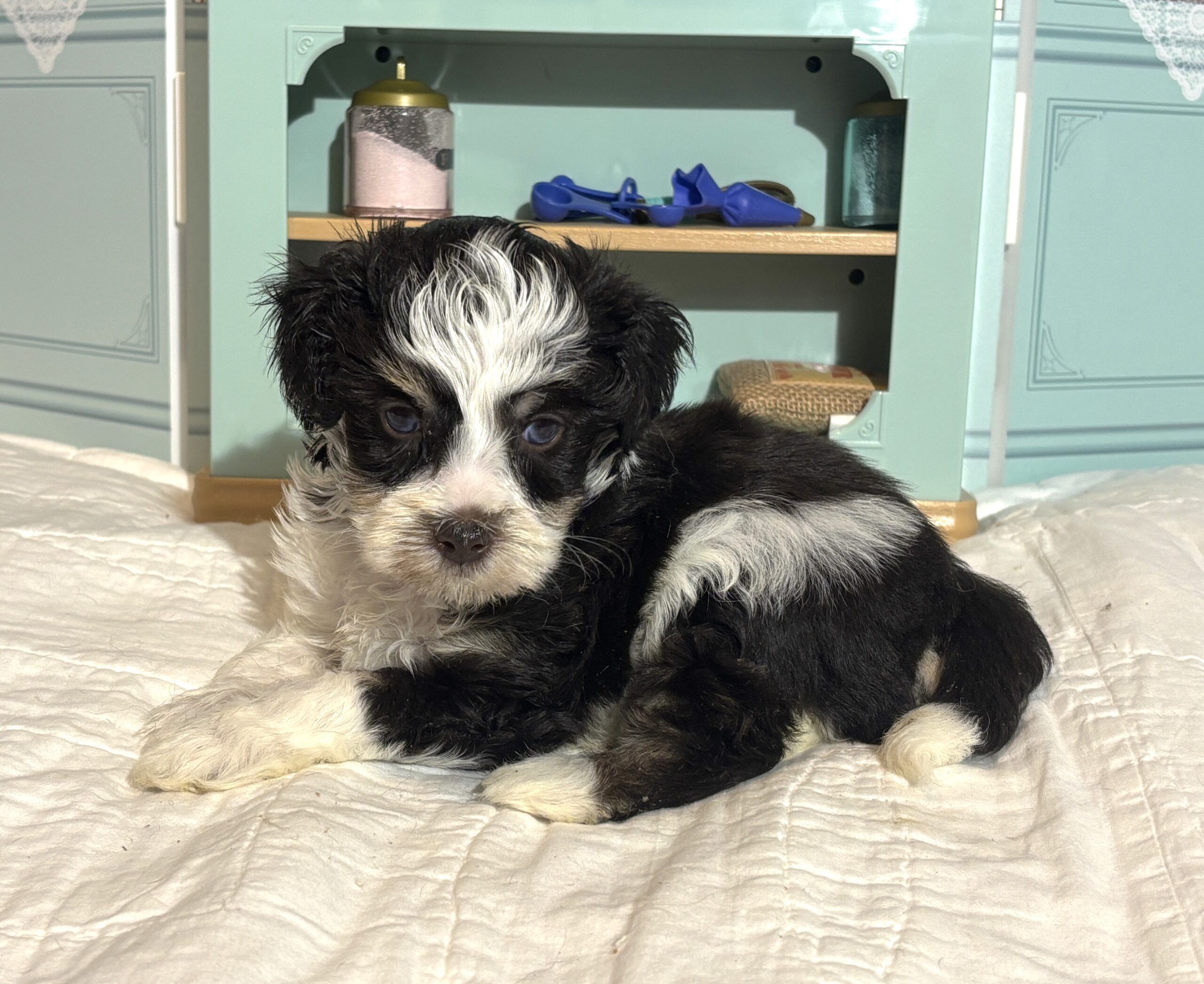 Floyd – Miniature Schnauzer $1950