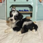 Floyd – Miniature Schnauzer $1950