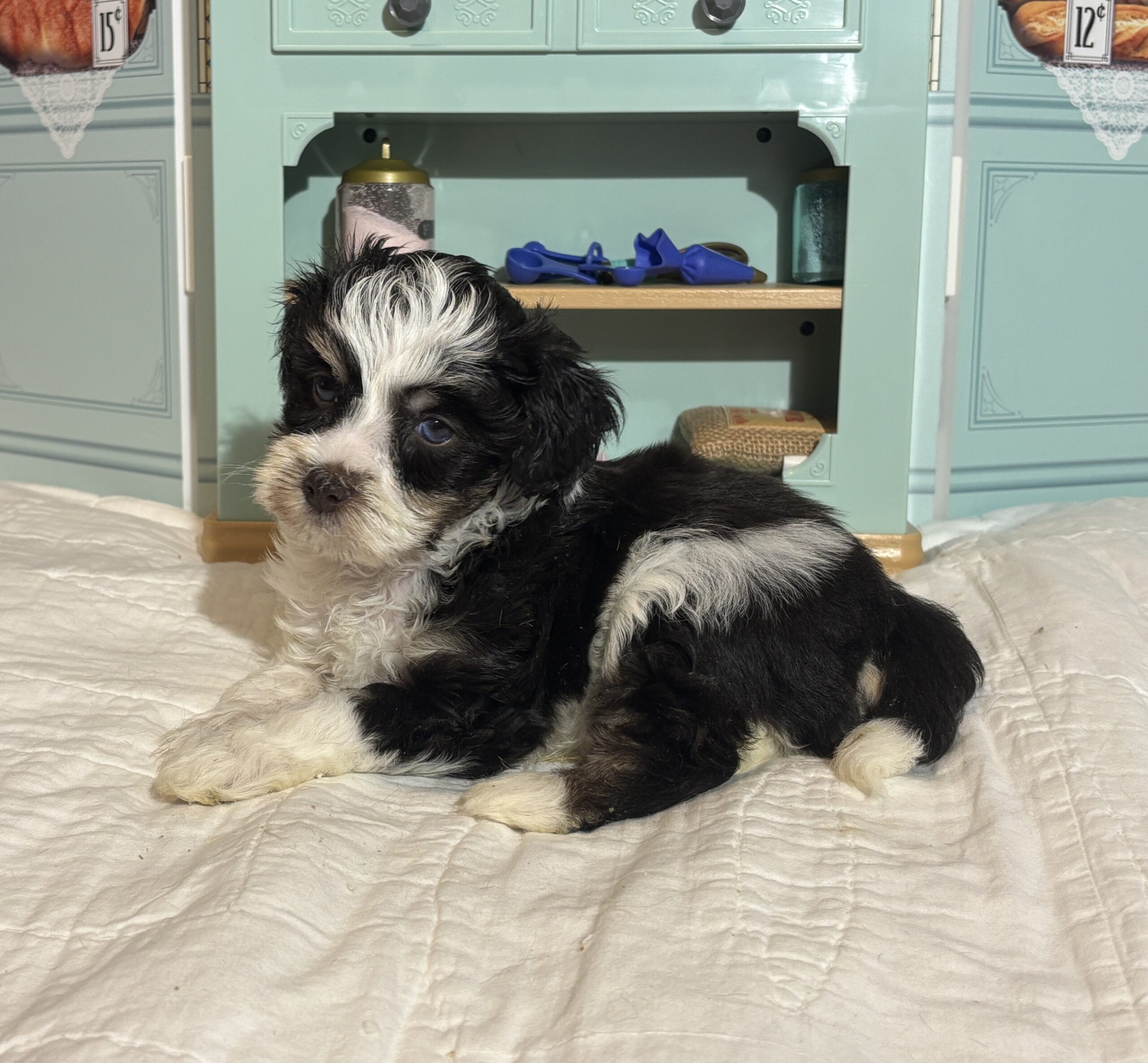 Floyd – Miniature Schnauzer $1950