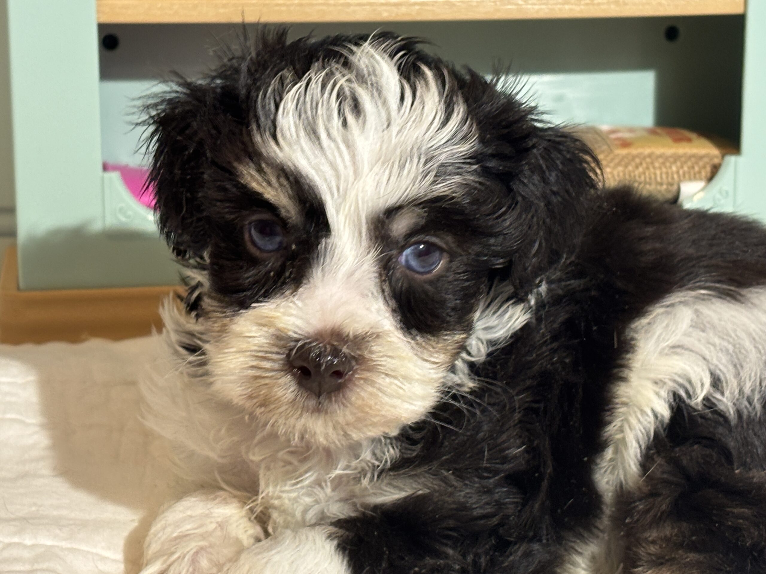 Floyd – Miniature Schnauzer $1950