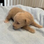 GATSBY – Miniature Schnoodle $2400
