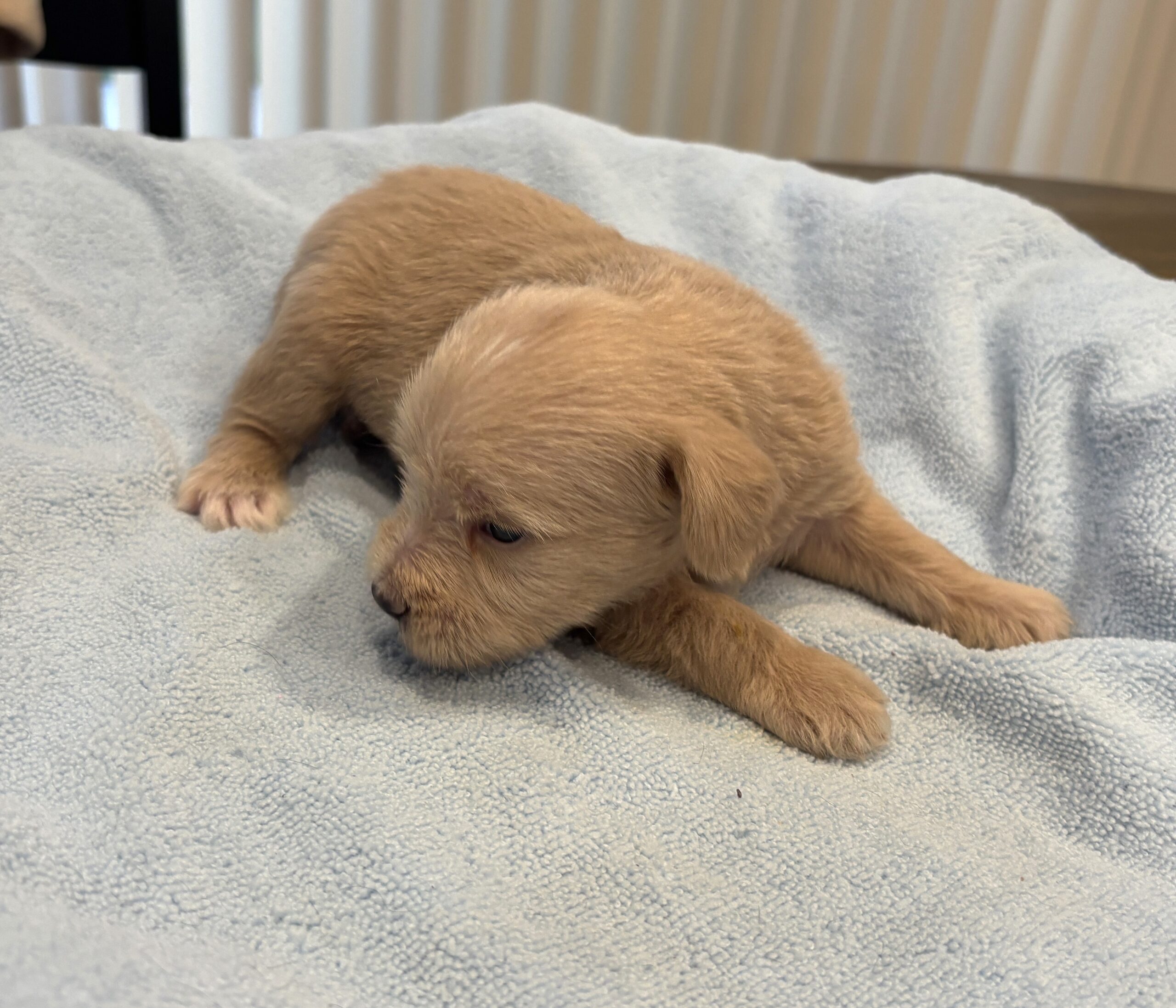 GATSBY – Miniature Schnoodle $2400