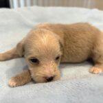GATSBY – Miniature Schnoodle $2400