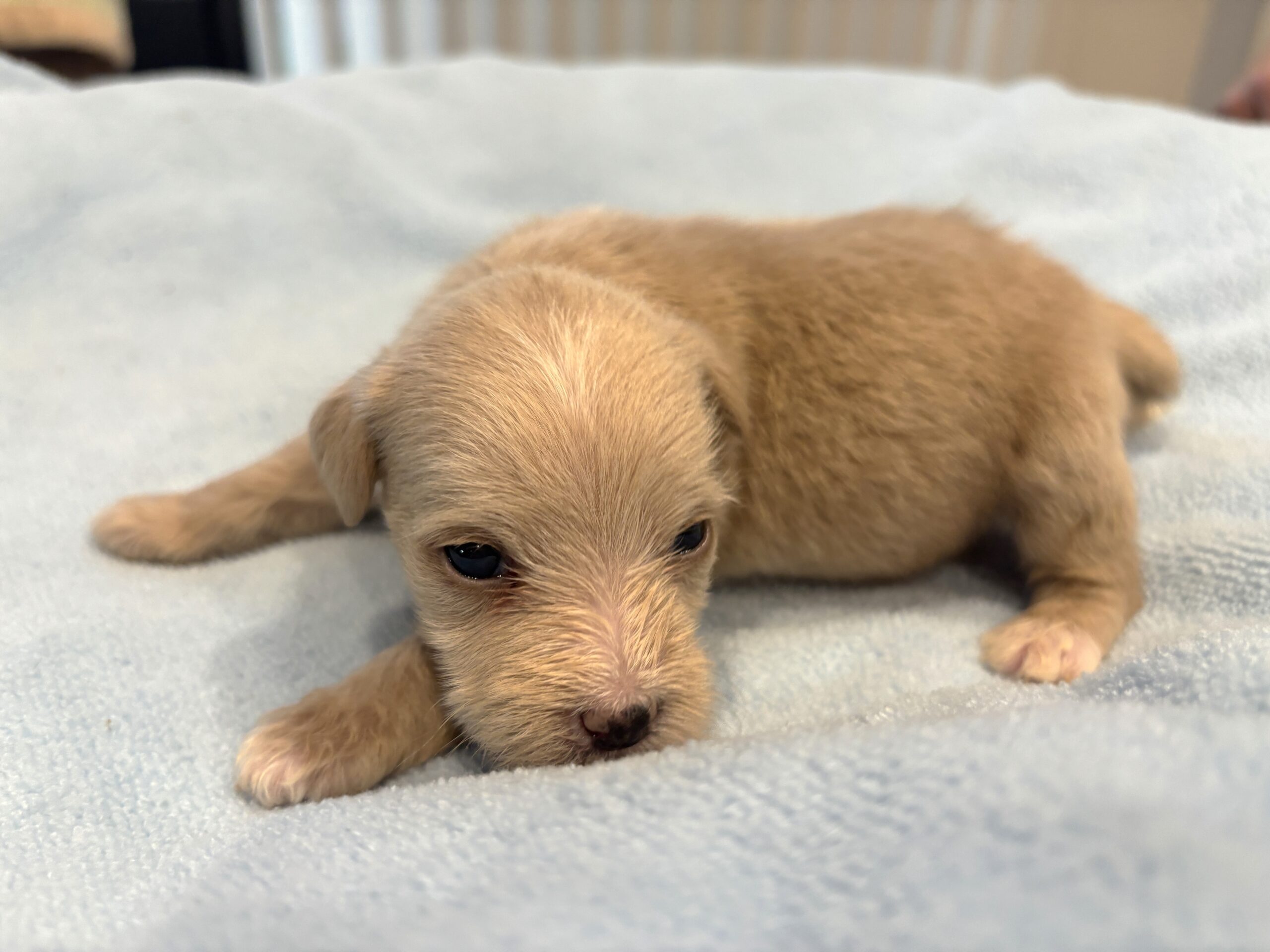 GATSBY – Miniature Schnoodle $2400