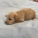 GATSBY – Miniature Schnoodle $2400