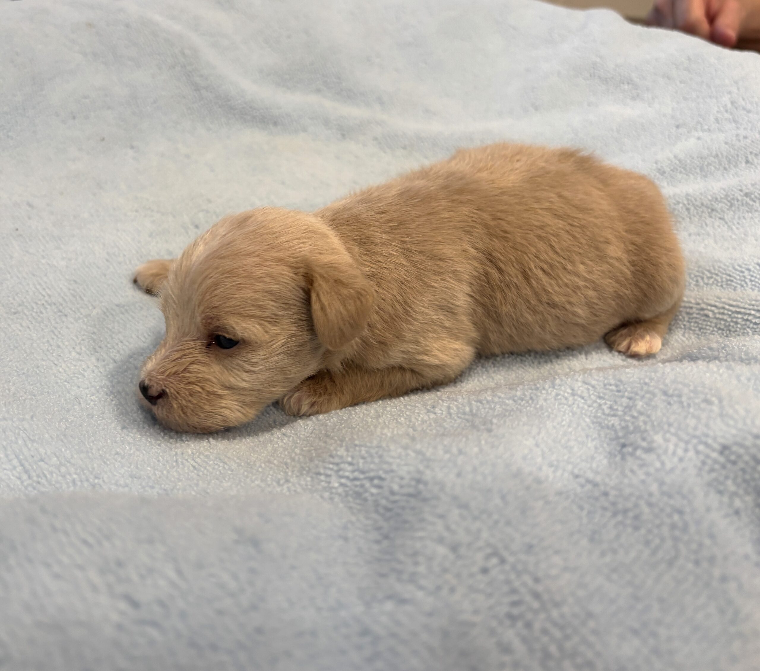 GATSBY – Miniature Schnoodle $2400