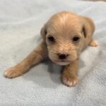 GATSBY – Miniature Schnoodle $2400