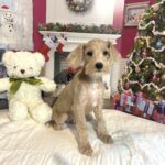 GATSBY – Miniature Schnoodle $2500