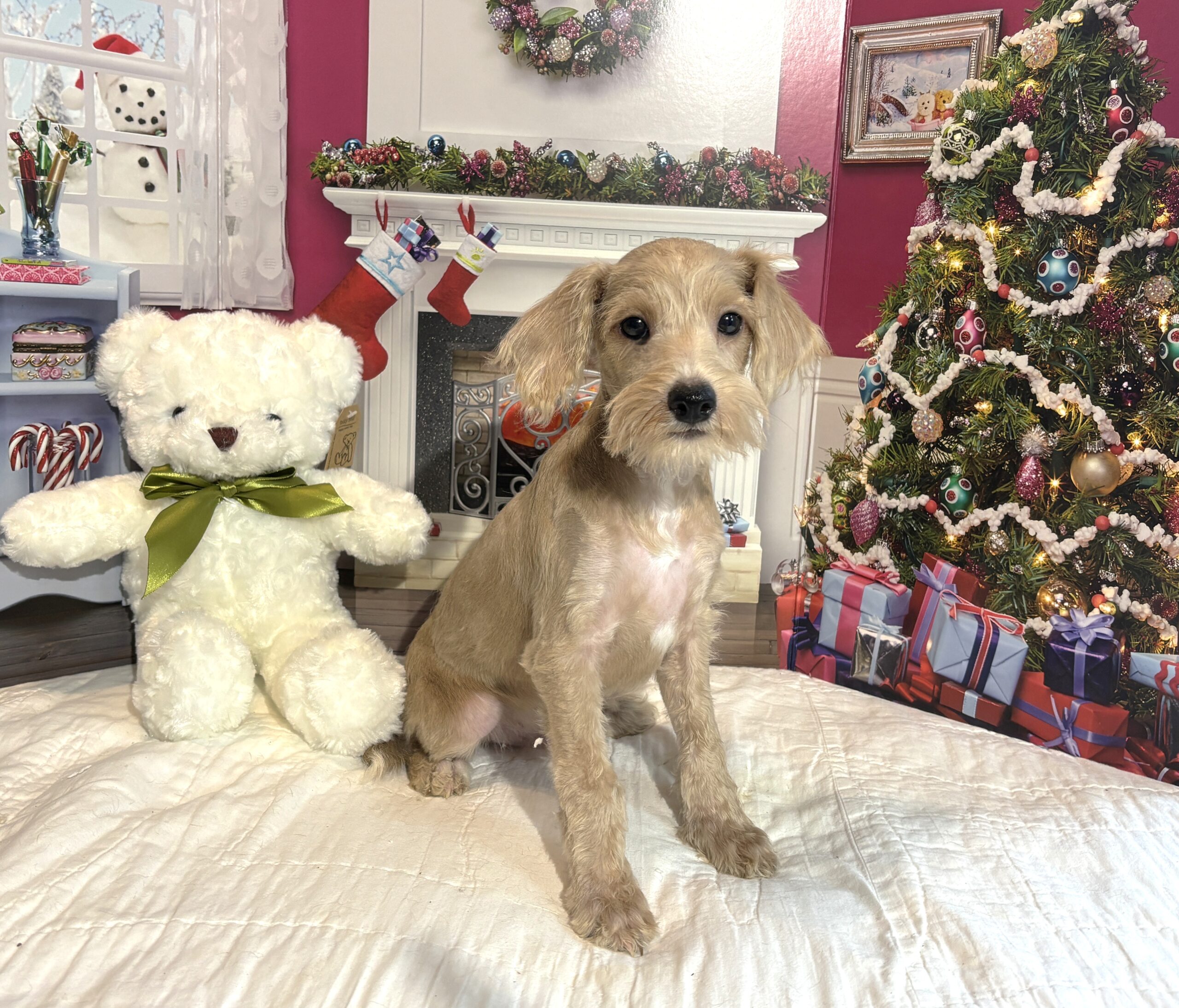GATSBY – Miniature Schnoodle $2500