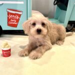 GIDGET – Miniature Schnoodle $2400