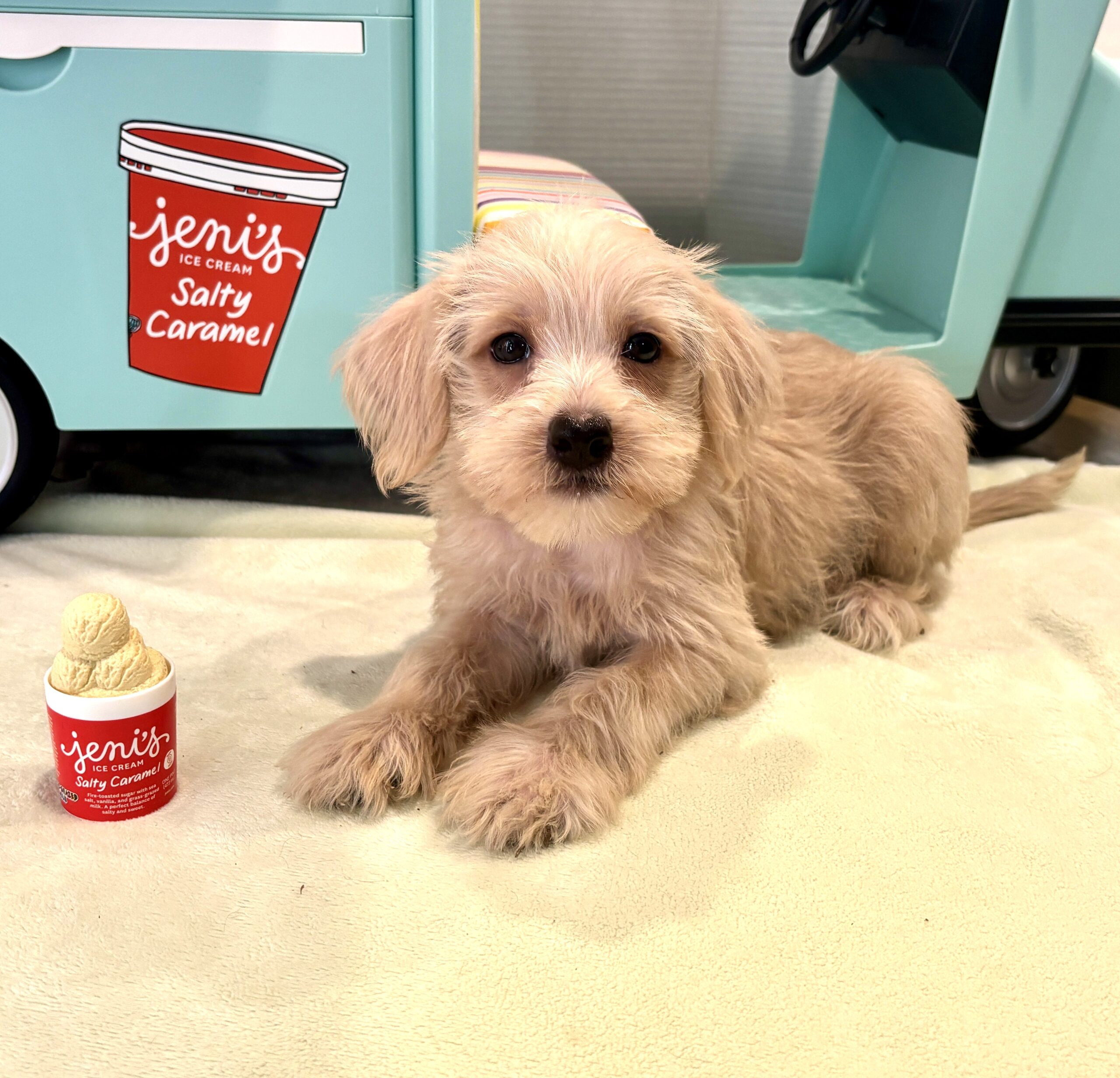 GIDGET – Miniature Schnoodle $2400
