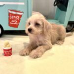 GIDGET – Miniature Schnoodle $2400