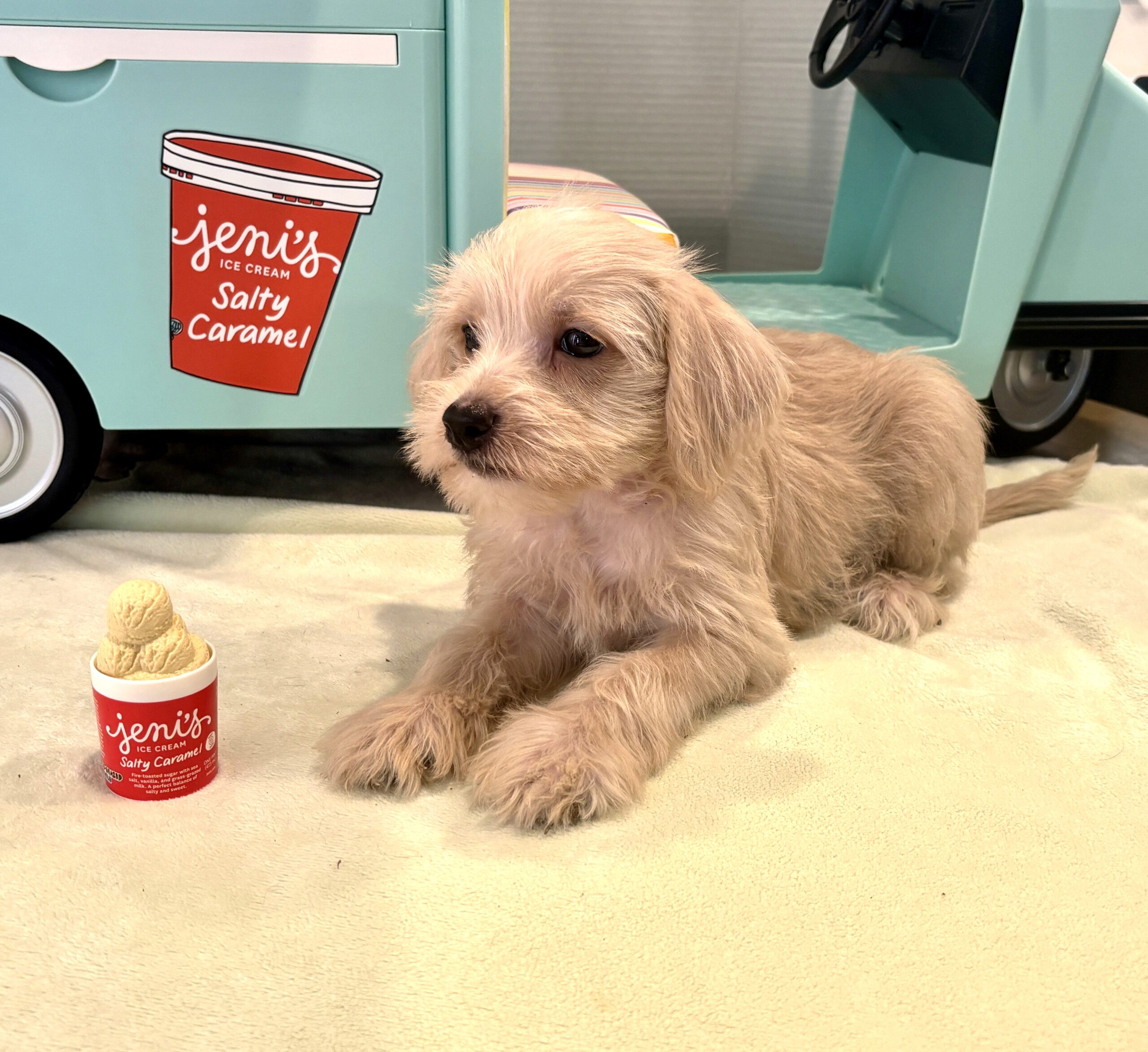 GIDGET – Miniature Schnoodle $2400