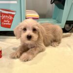GIDGET – Miniature Schnoodle $2400