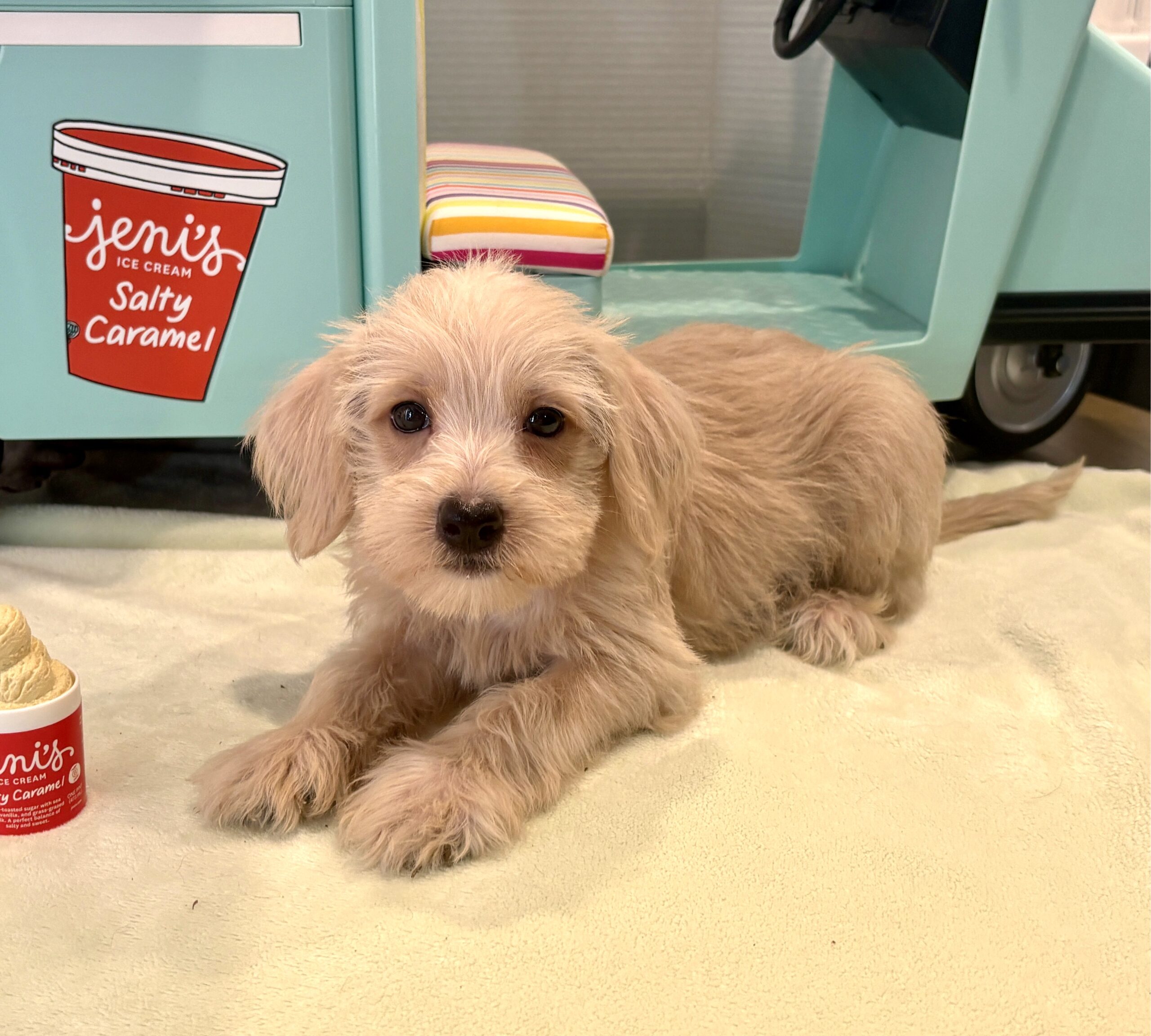 GIDGET – Miniature Schnoodle $2400
