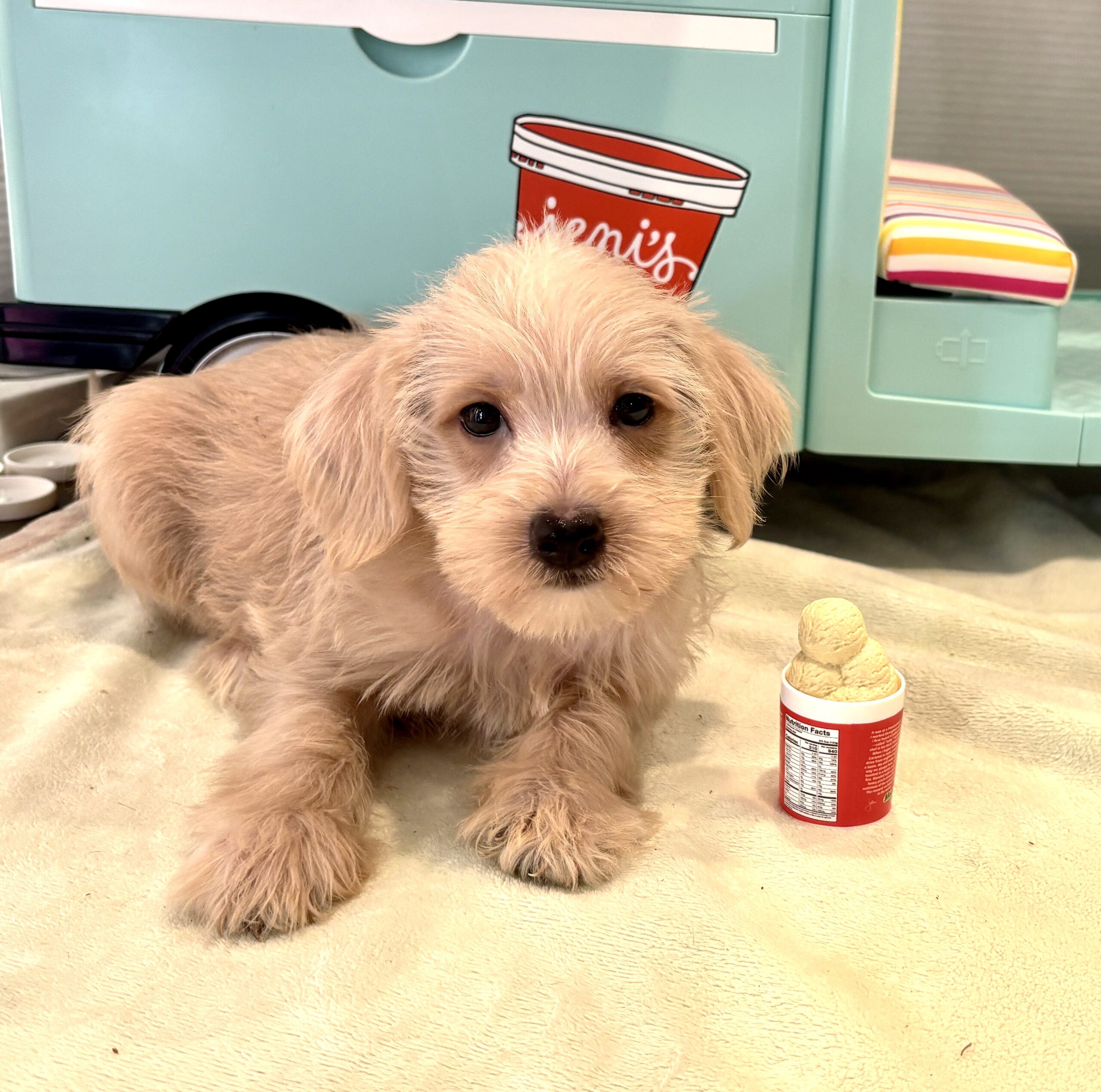GIDGET – Miniature Schnoodle $2400