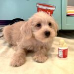 GIDGET – Miniature Schnoodle $2400
