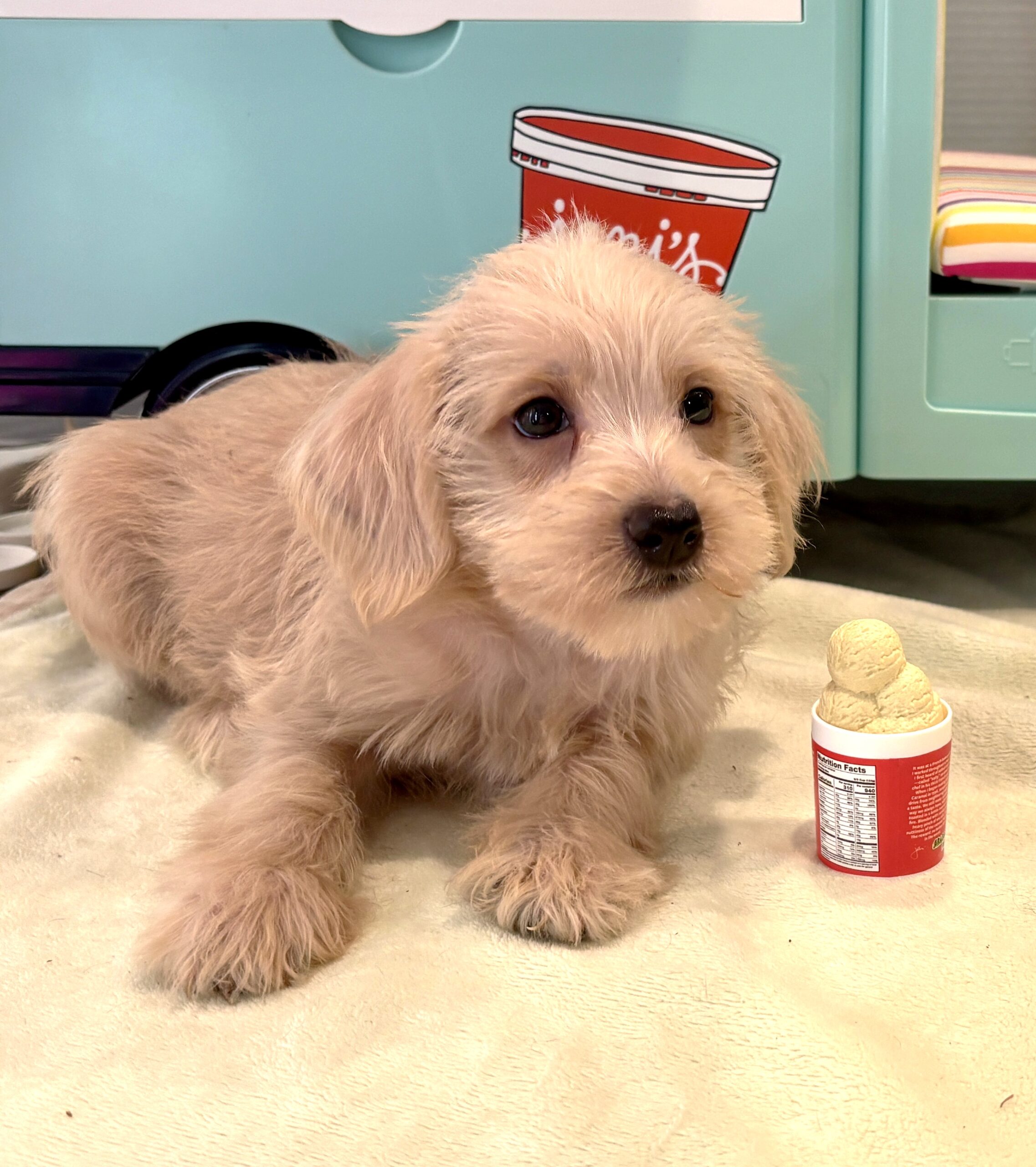 GIDGET – Miniature Schnoodle $2400