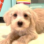 GIDGET – Miniature Schnoodle $2400