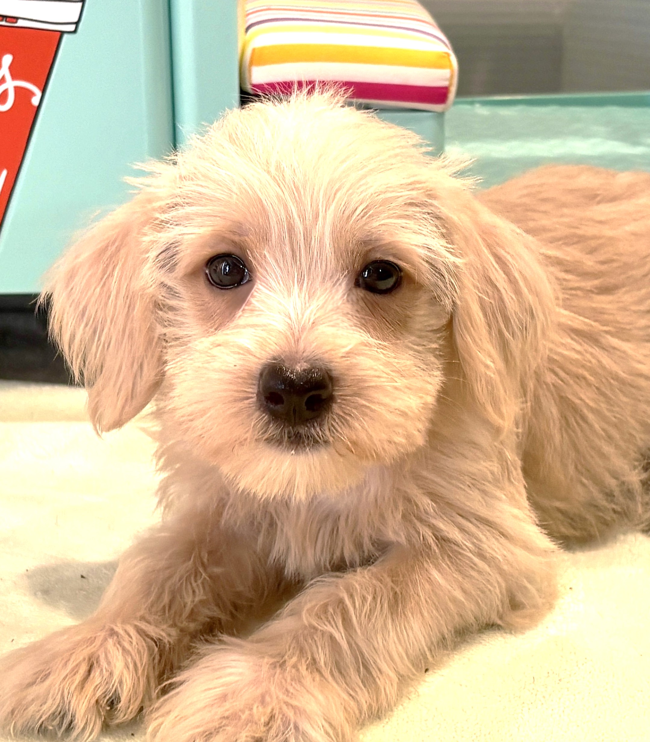 GIDGET – Miniature Schnoodle $2400