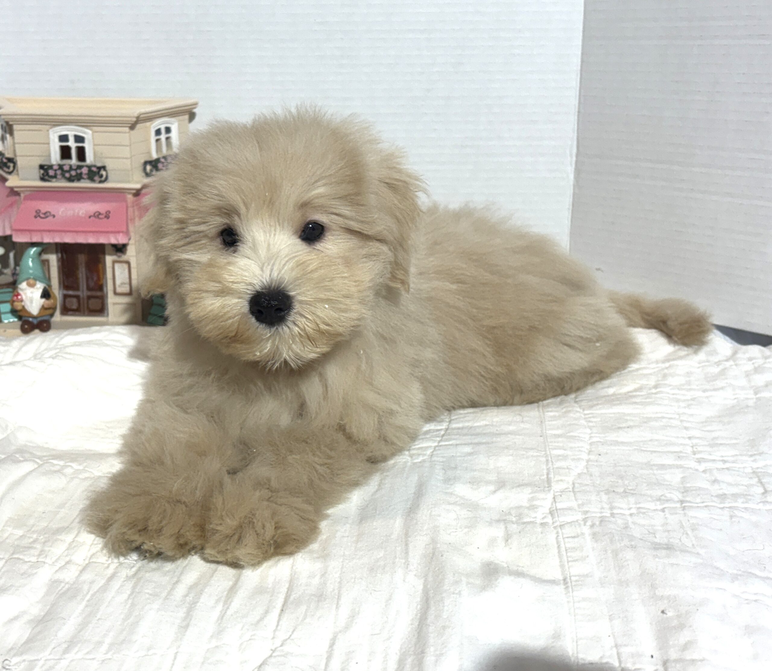 GINGER – Miniature Schnoodle $2500