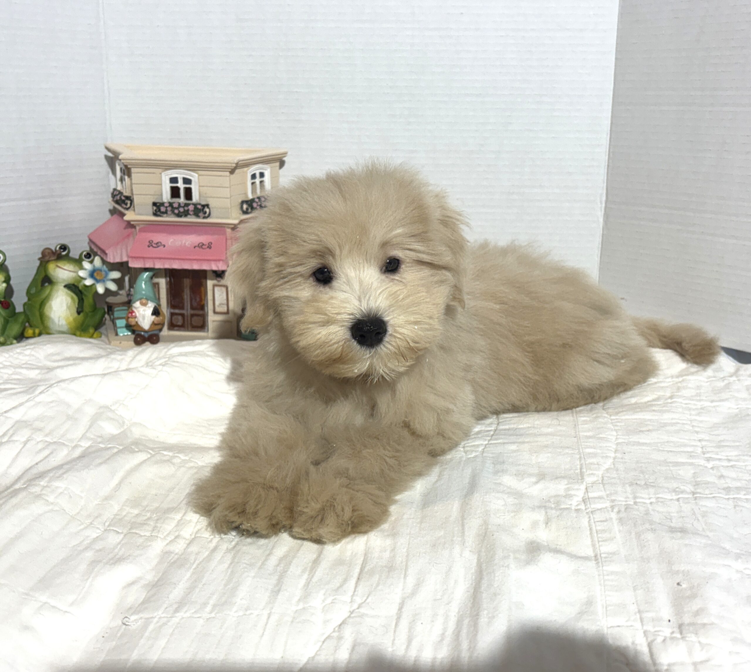 GINGER – Miniature Schnoodle $2500