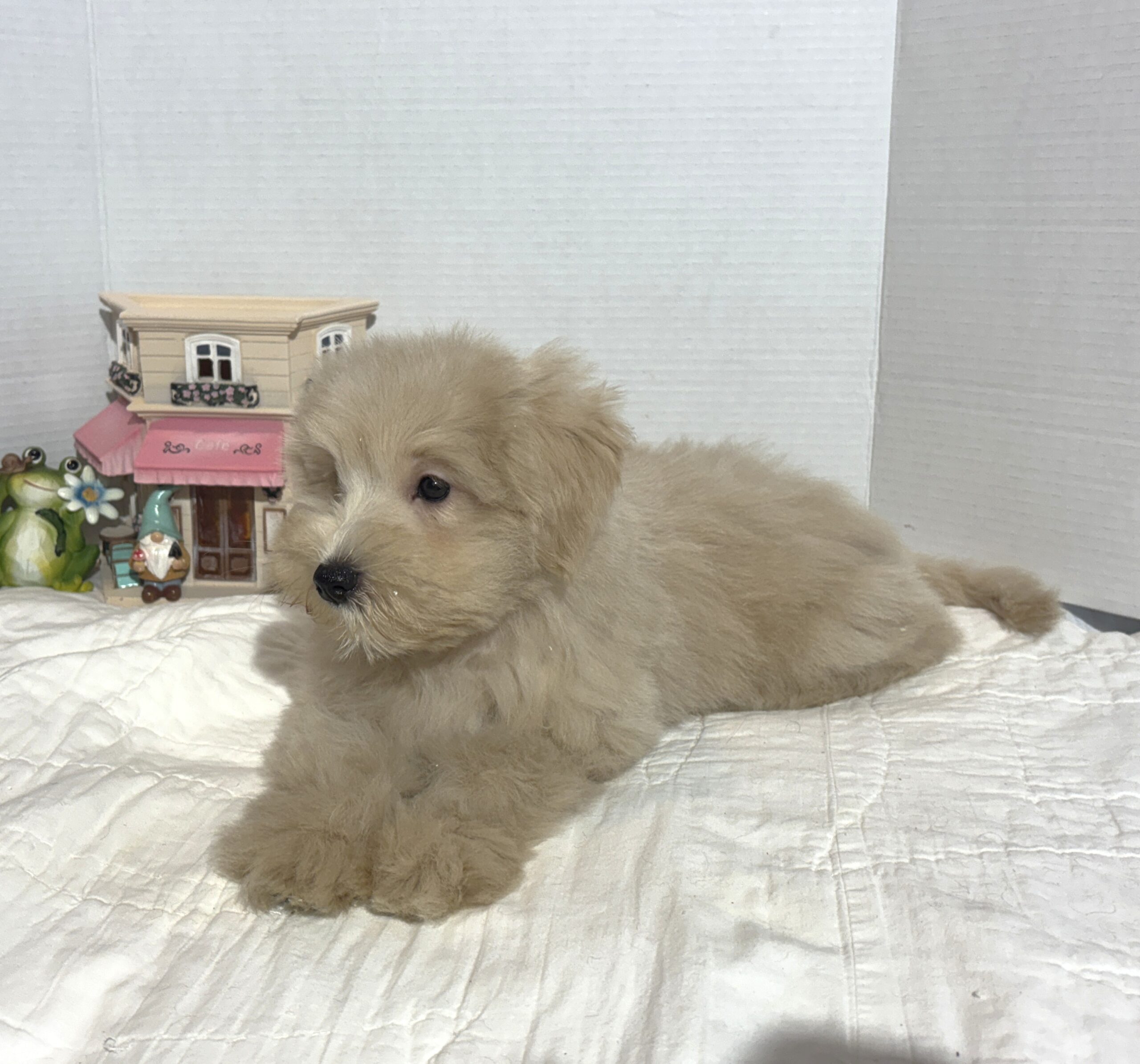 GINGER – Miniature Schnoodle $2500
