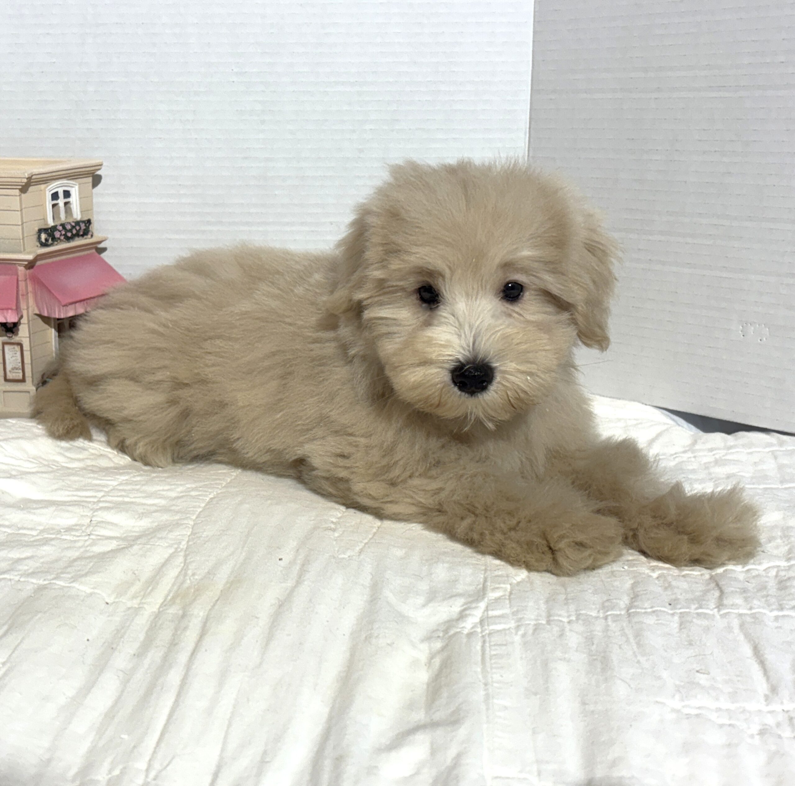 GINGER – Miniature Schnoodle $2500