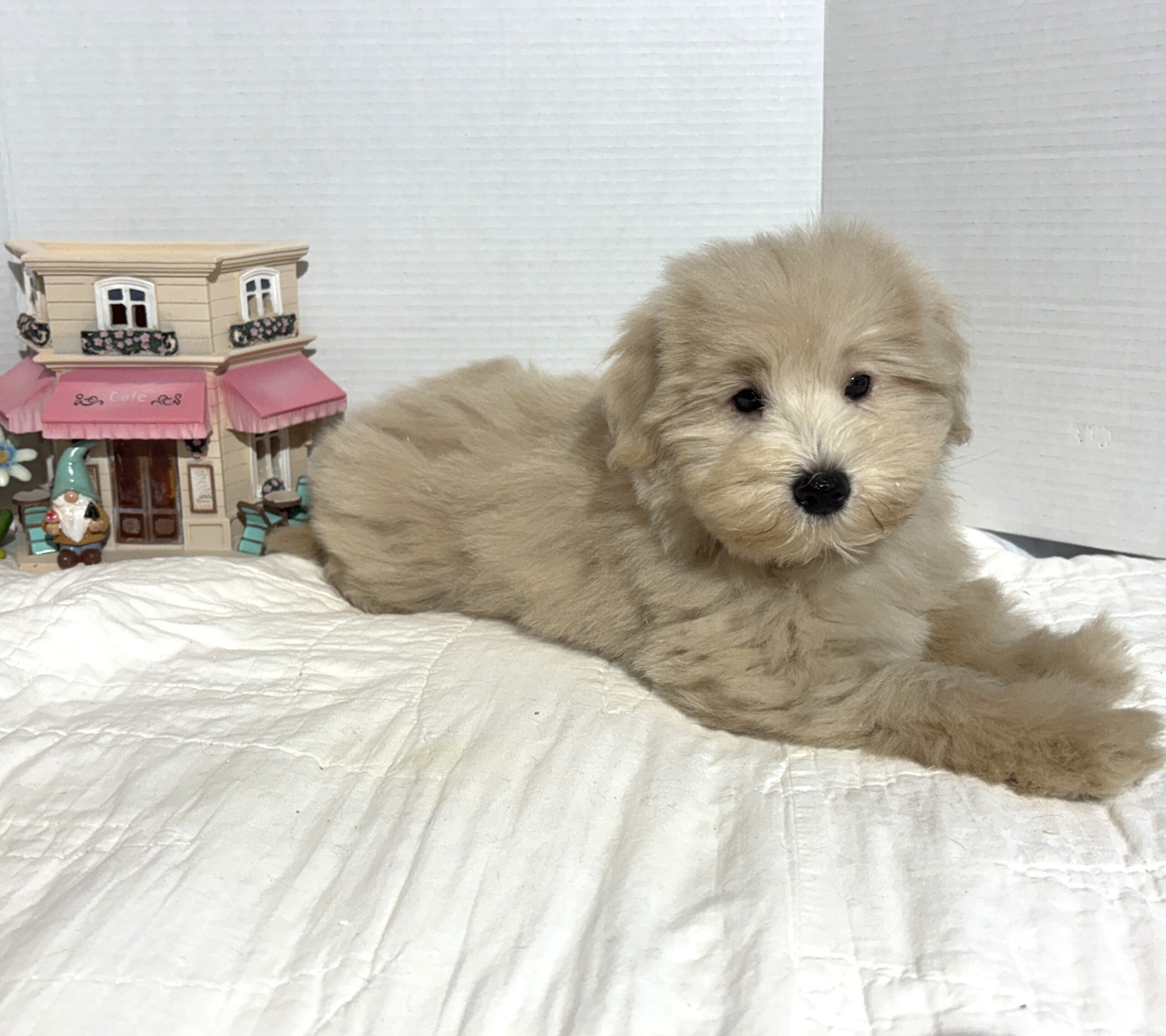 GINGER – Miniature Schnoodle $2500