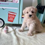 GINGER – Miniature Schnoodle $2400