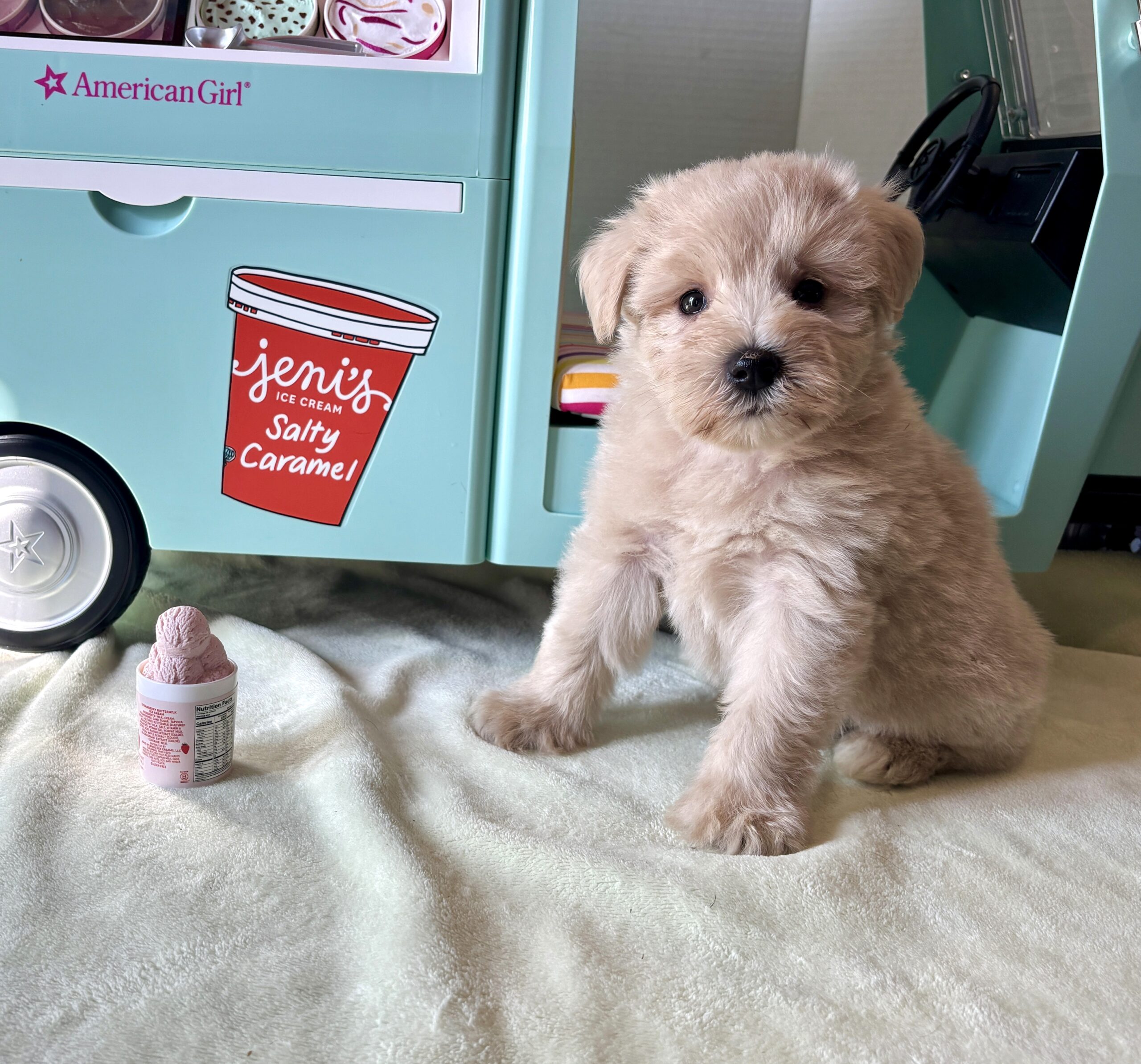 GINGER – Miniature Schnoodle $2400