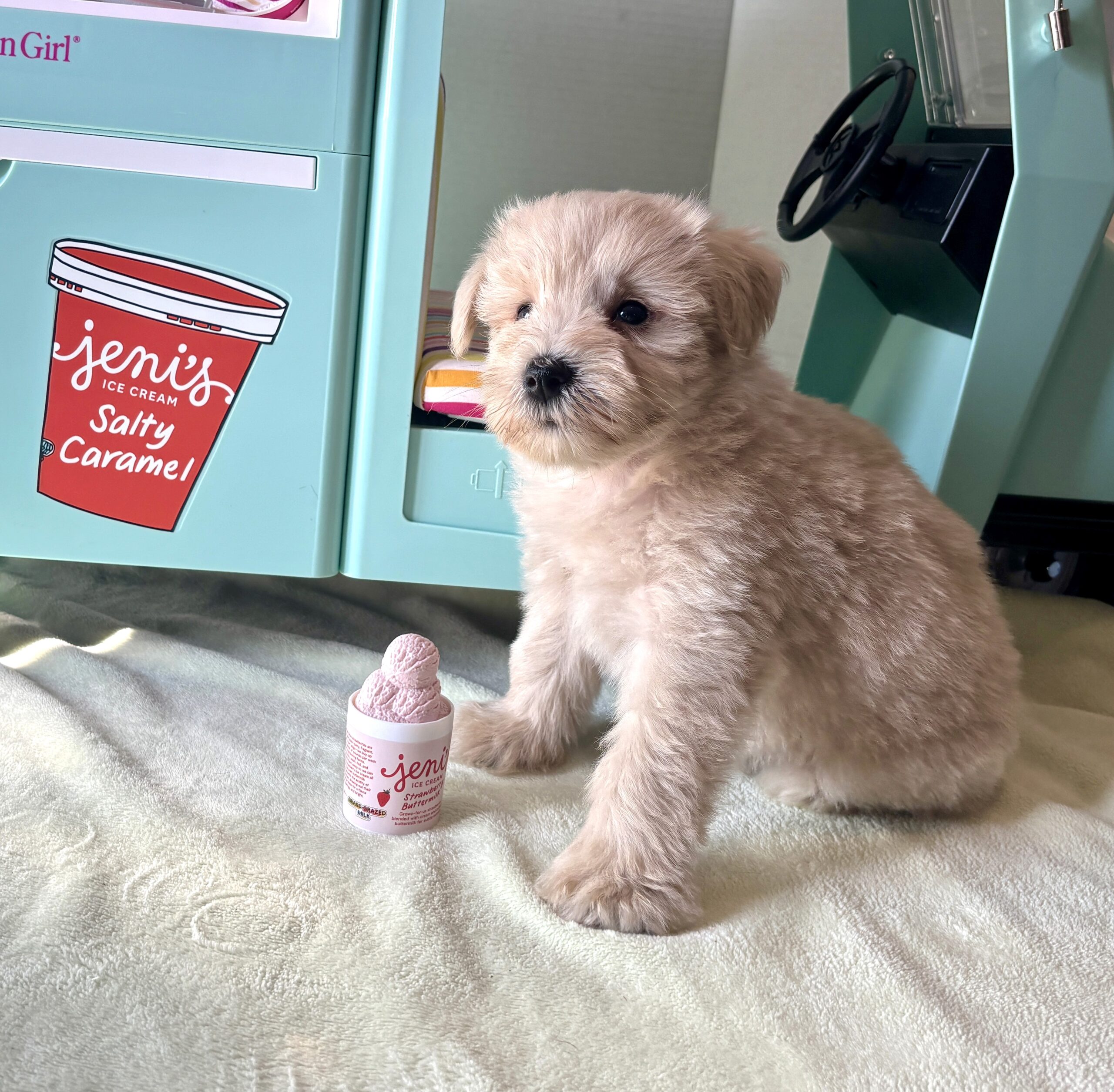 GINGER – Miniature Schnoodle $2400