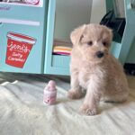 GINGER – Miniature Schnoodle $2400
