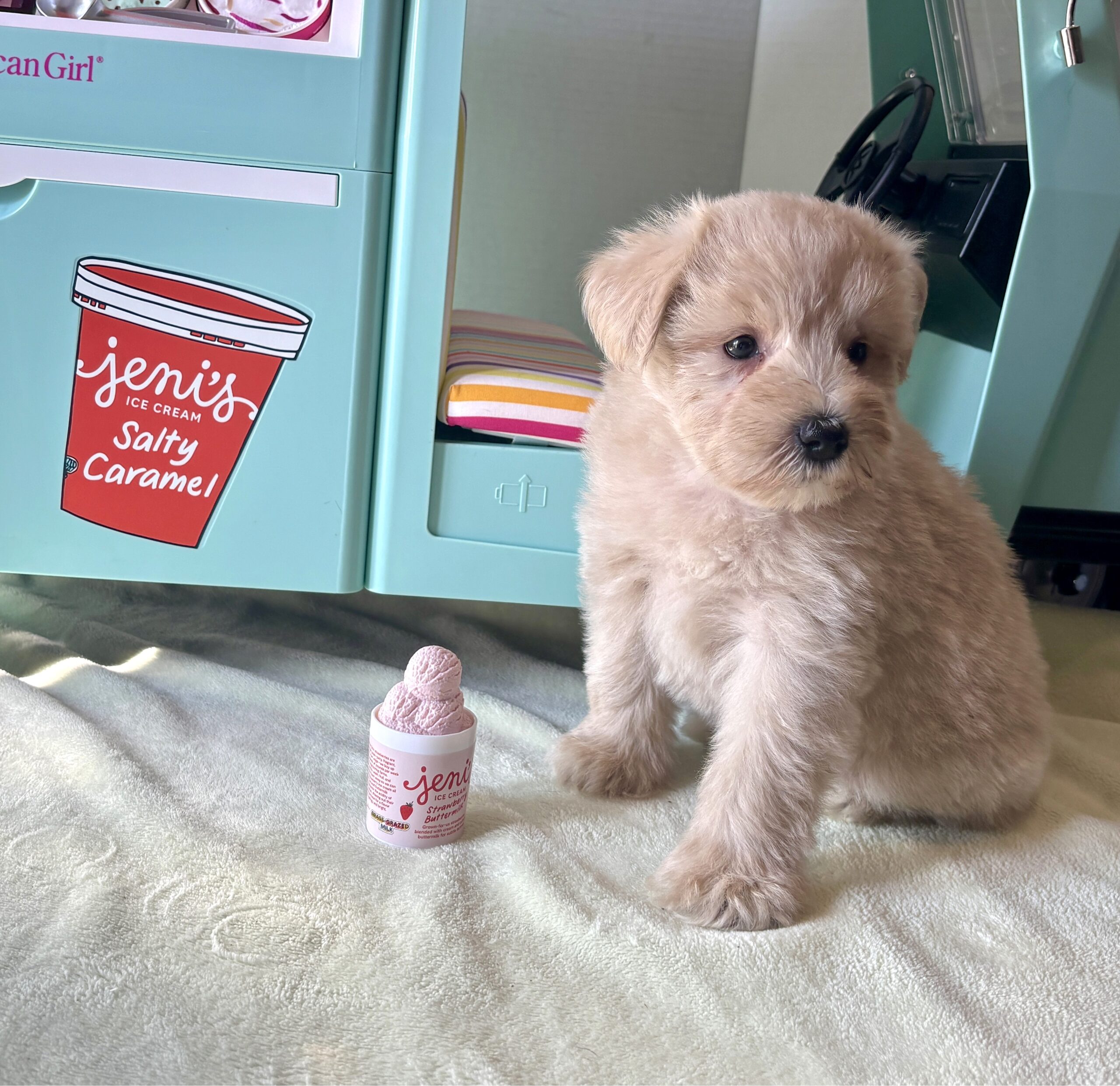 GINGER – Miniature Schnoodle $2400