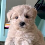 GINGER – Miniature Schnoodle $2400