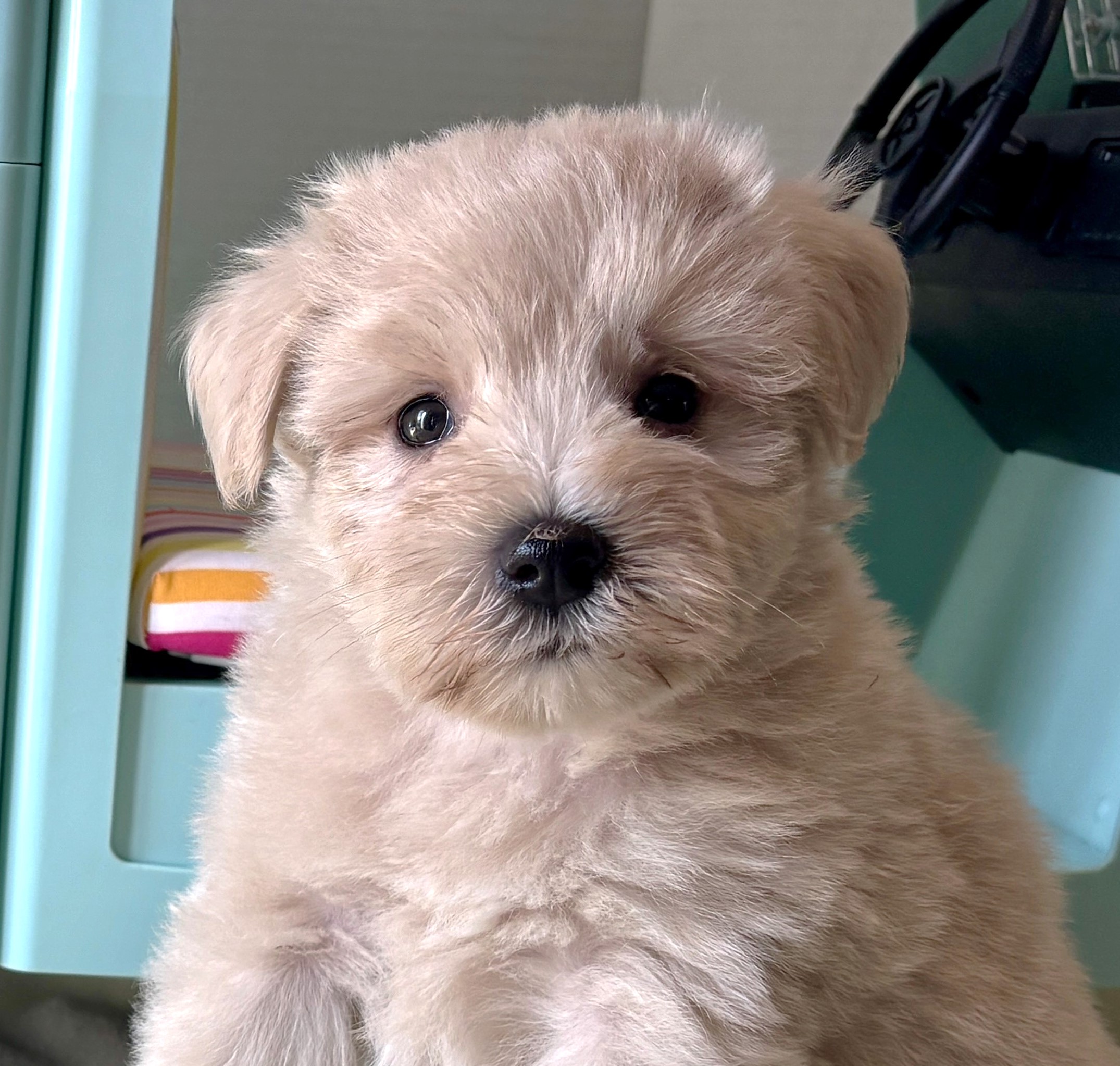 GINGER – Miniature Schnoodle $2400