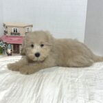 GINGER – Miniature Schnoodle $2500