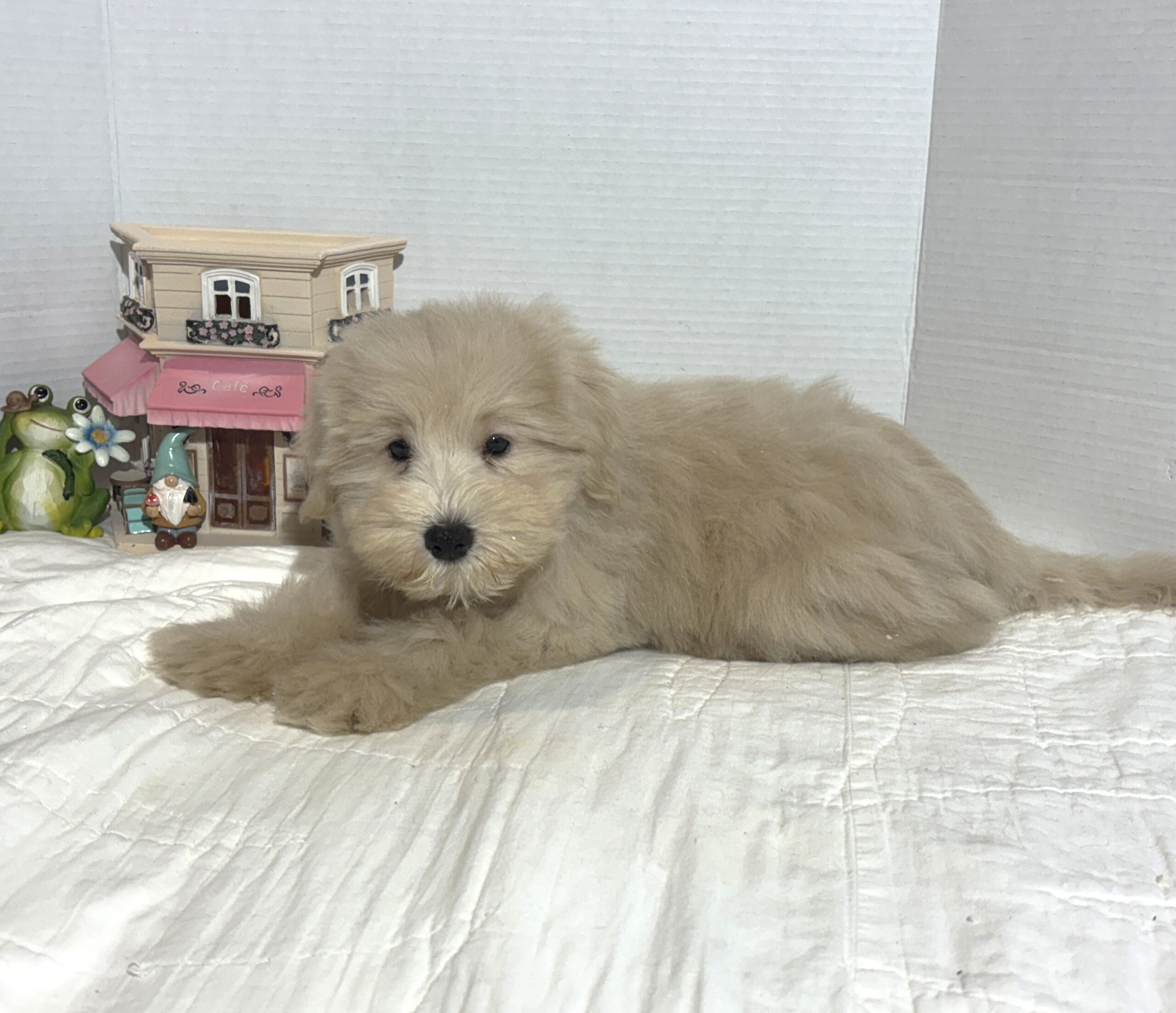 GINGER – Miniature Schnoodle $2500